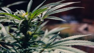 Plante de chanvre en gros plan pour illustrer le CBD et le bien-être